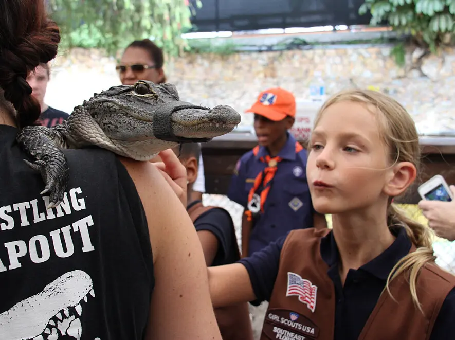 Safe Animal Encounters with Baby Alligator