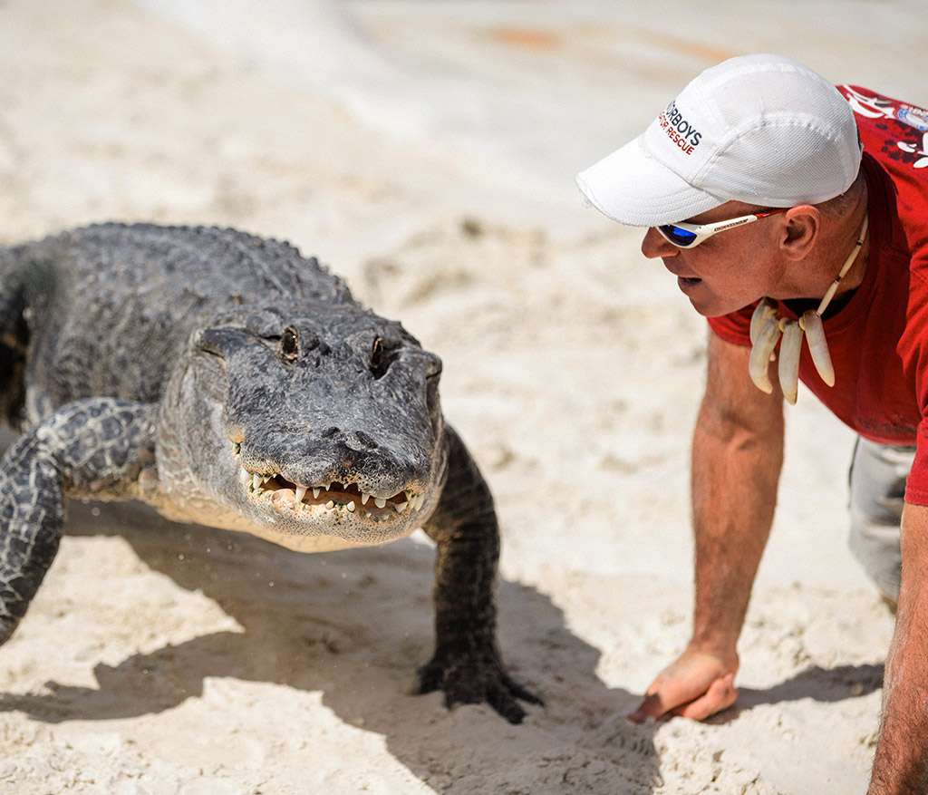 EVERGLADES ATTRACTIONS