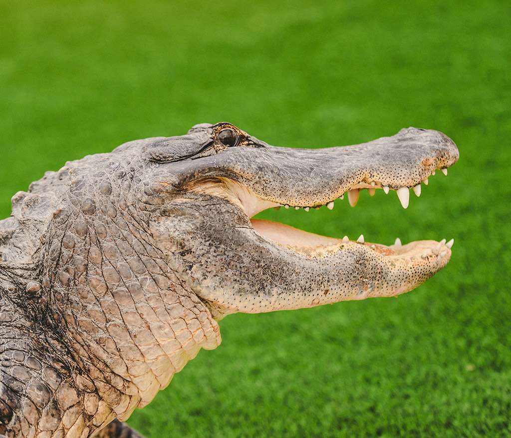 VISIT OUR PHOTO & VIDEO GALLERY