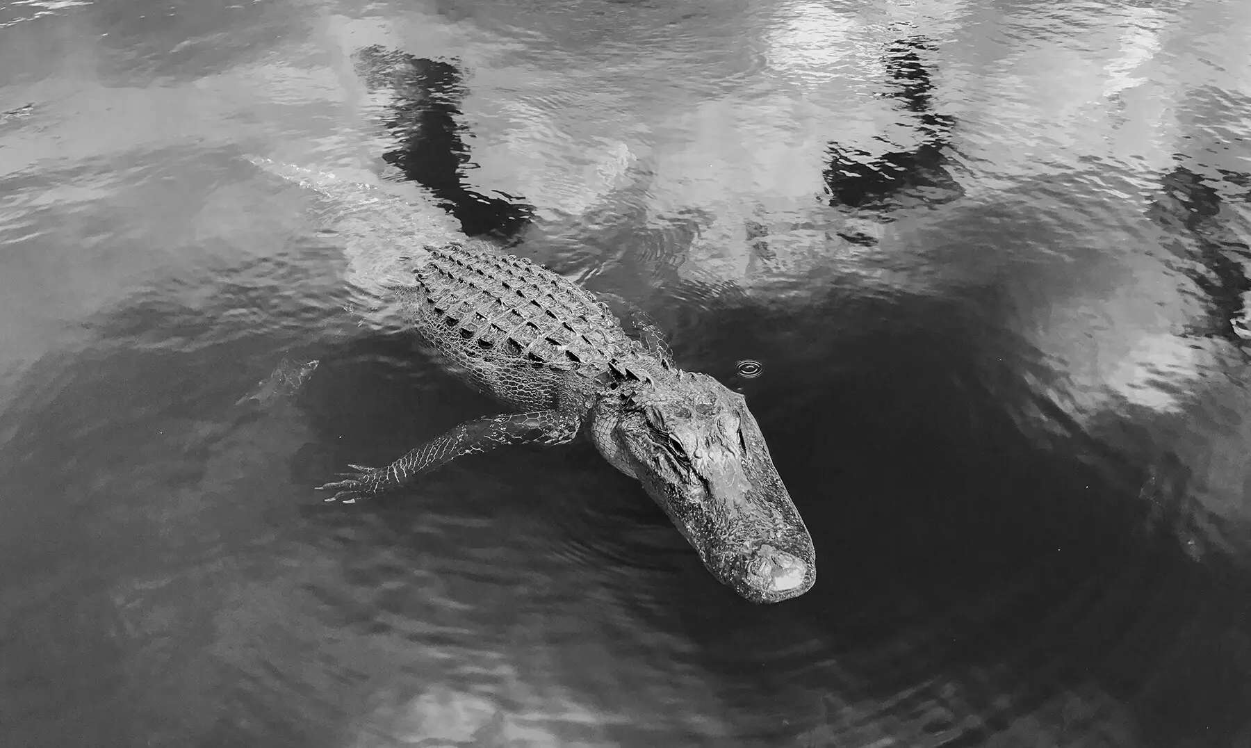 Visit Our Photo & Video Gallery